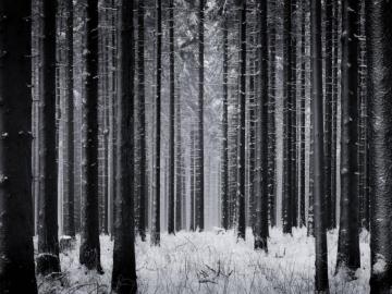 Beautiful Bewitching Black Forest Pics