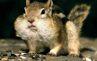 Animals Squirrel HD Animal Wallpaper Pet Love Cool