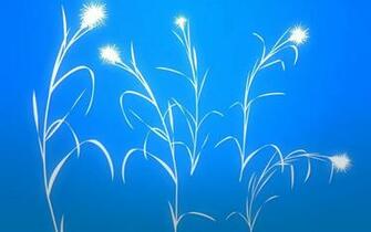 Wallpaper Pictures Of Flowers
