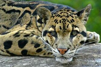 Baby Clouded Leopard Image Amp Pictures Becuo