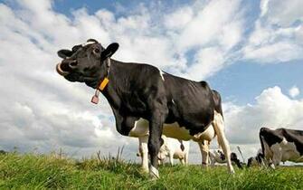 Cow Wallpaper Cows