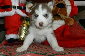 Siberian Husky Puppy Near St Louis Missouri 909bdf29