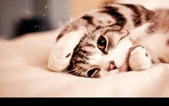 Cat Lover Do You Want To Keep One As A Pet Oh Know The Tom