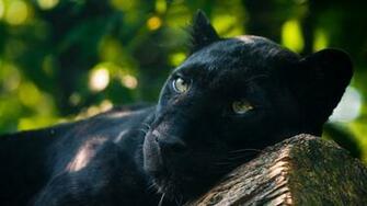 Wallpaper Panther Timber Lying Predator Full HD 1080p