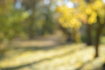 Blurred Background Of Autumn Park In Sunny Day Civil