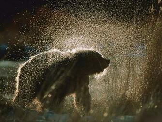 Grizzly Bear Background