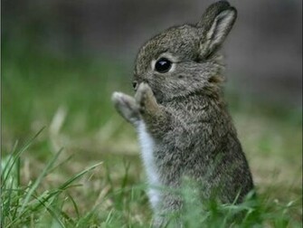 Wallpaper Bunny Rabbit