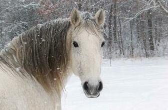 Wallpaper Horse White Face Snow Animals