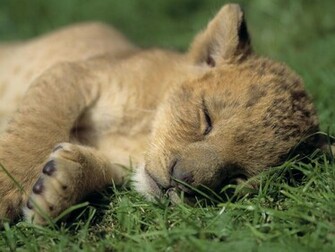 Lion Wallpaper 3d Nature