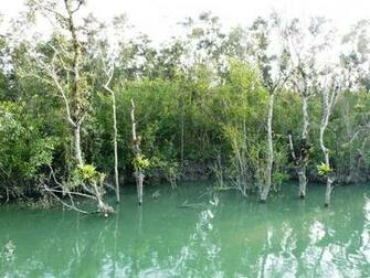 Sundarbans National Park Original Jpg Thousand Wonders