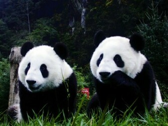 Cute Panda Pictures In High Definition Or Widescreen Resolution