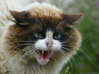 Aggression Bushy Cat Dirty Grin Wallpaper Background Best