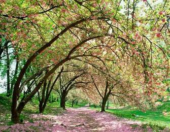 Central Park Spring Cherry Blossoms Wall Art Contemporary Wallpaper
