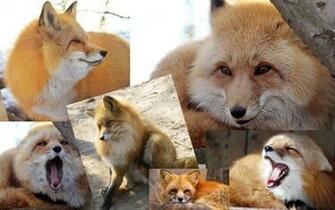 Red Fox Wallpaper By Hellosur6464