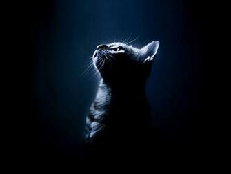 Image Cat Wallpaper HD Jpg Warrior Cats Fan S Wiki