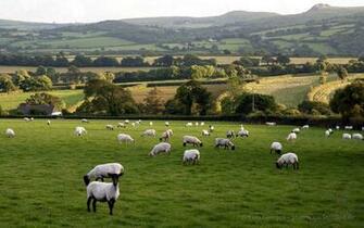 Sheep Wallpaper Gallery