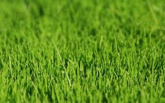 Grass HD Wallpaper Background Image Id
