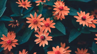 Wallpaper Flowers Bloom Flowerbed Buds Petals