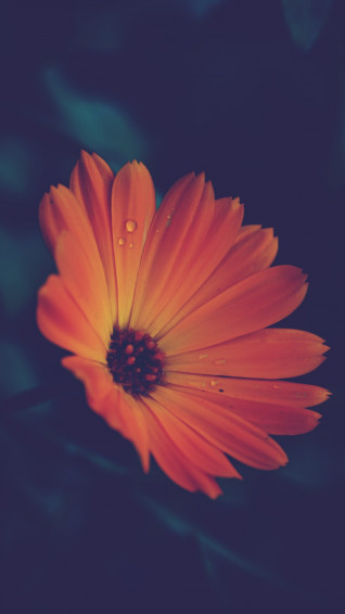 Orange Flower In Black Background Photo Plant Image