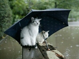 Desktop Fun Rainy Days Wallpaper Collection Series