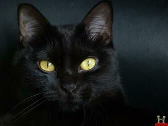 Beautiful Pure Black Cat HD Wallpaper E Entertainment