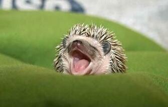 Cute Hedgehog