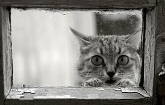 Wallpaper Cat Window Frame Black And White Cats