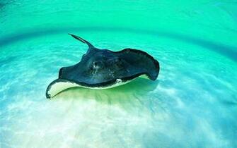 Stingray Live Wallpaper Android Apps On Google Play