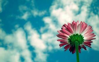 Gerbera Wallpaper And Background Image Net