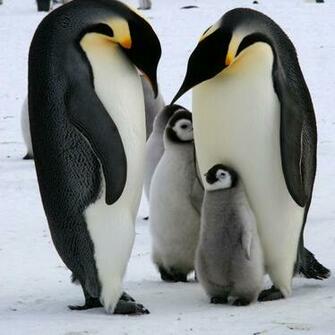 Emperor Penguins Penguin Family Antarctica X