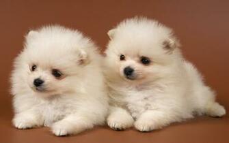 Puppies Image Adorable HD Wallpaper And Background Photos
