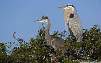 High Resolution Wallpaper Widescreen Heron Scream Birds