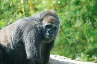 Angry Gorilla Wallpaper