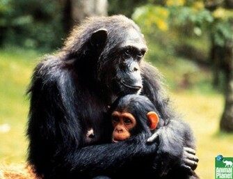 Chimpanzee Wallpaper And Background