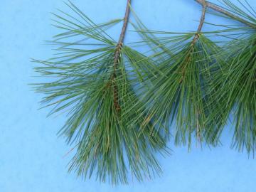 Eastern White Pine Trees Of Manitoba Inaturalist