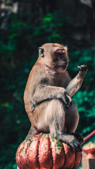 Wallpaper Macaque Monkey Picture Image