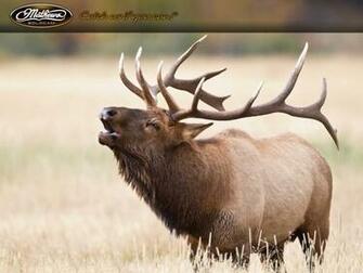 Mathews Annual Minute Video Gallery Wallpaper Screensavers