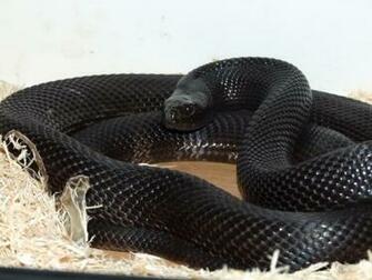 Black Snake Wallpaper HD