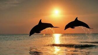 Wallpaper Sea Widescreen Life Desktop iPhone Reptiles