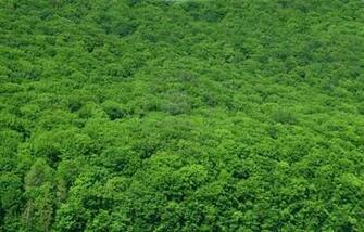 Beautiful Rainforest Background New Stylish Wallpaper