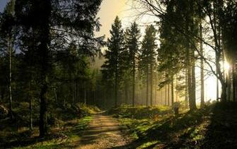 Pine Forest Wallpaper