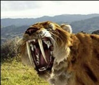 Real Saber Tooth Tiger Pictures Facts