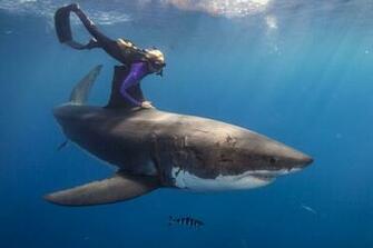 Great White Shark Computer Wallpaper Desktop Background
