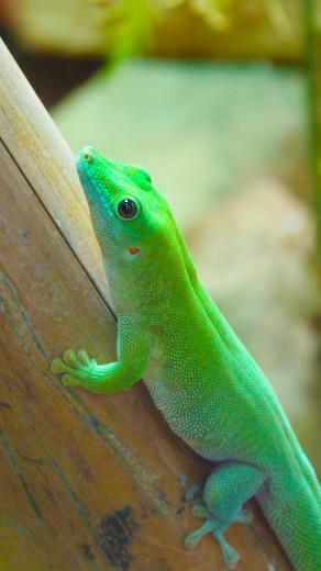 Beautiful Chameleon Reptiles iPhone Plus Wallpaper