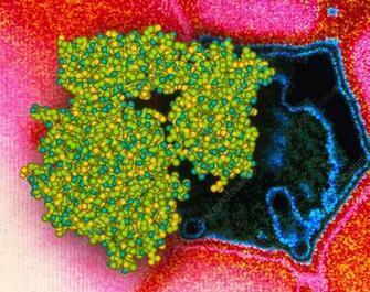 Viral Enzyme Neur Aminidase On Flu Virus Stock Image A605