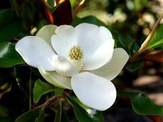 Tag Southern Magnolia Flower Wallpaper Background Photos