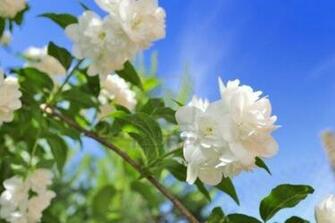 Jasmine Flower Wallpaper