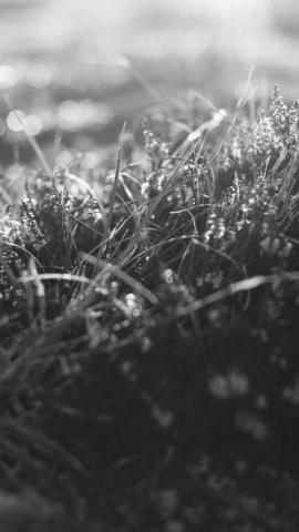 Black Grass Blades Wallpaper Getwalls Io