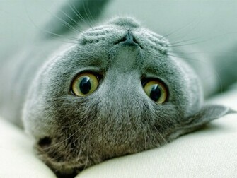 Pet Animals Wild Wallpaper Pictures Animal