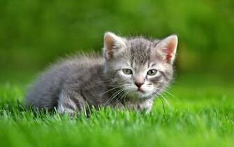 Kitten Wallpaper